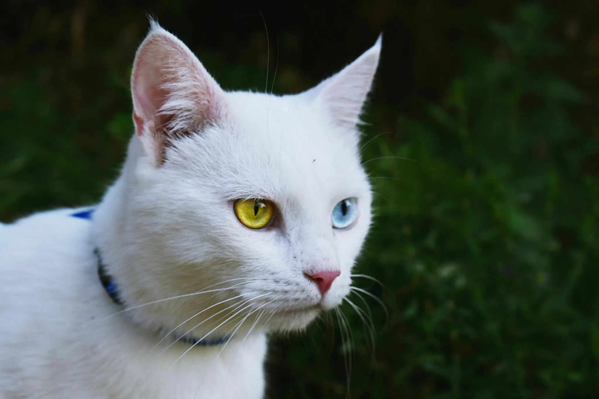 Van Kedisi Evi: Pusat Pembiakan Kucing Ikonik dari Timur Turkiye