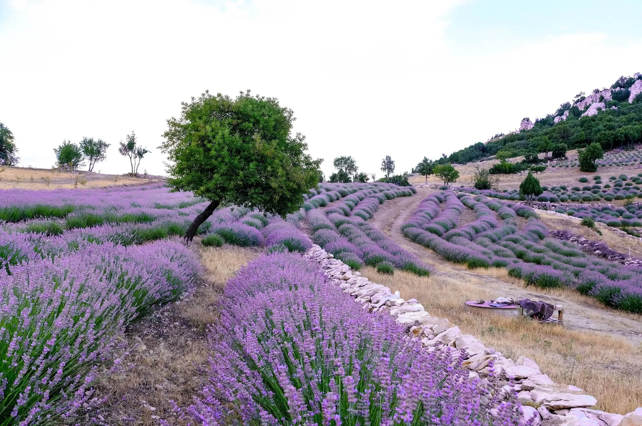 Isparta: Bandar Lavender dan Bunga Mawar Turkiye